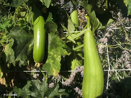 SD-139 Sponge Gourd-40-Seeds-thumb0