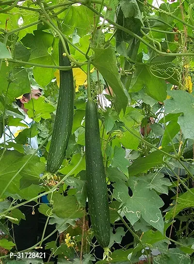 SD-1338 Sponge Gourd-500-Seeds-thumb0