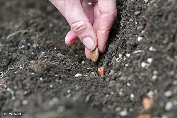 Long Bottle Gourd Seeds-100 Seeds per packet-thumb2