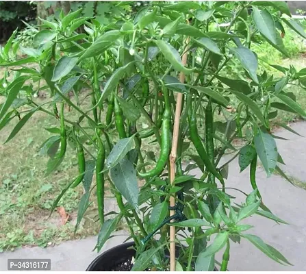 High Quality Long Variety Green Chilli Seeds-1000 Seeds-thumb0