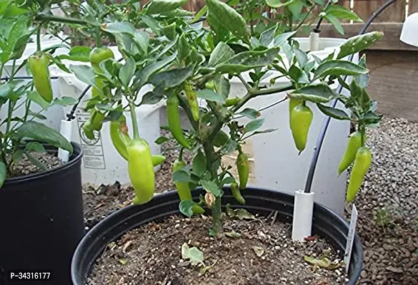 High Quality Long Variety Green Chilli Seeds-1000 Seeds-thumb4