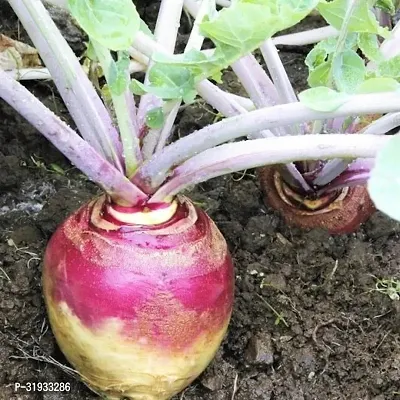 Vegetable Organic Turnip Seeds -200Seeds-thumb0