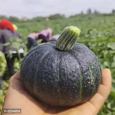 Pumpkin Hybrid Seeds for Home Gardening