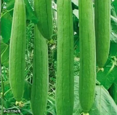 SD-520 Sponge Gourd-120-Seeds-thumb0