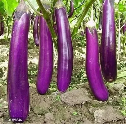 Long Purple Brinjal-149 -FR- 1000-SD