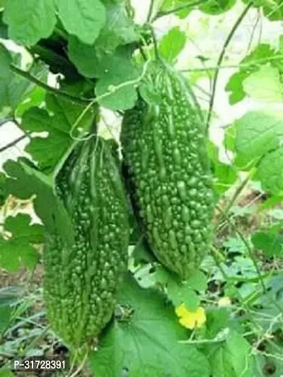 Karela Seeds -KS-287-50 -Seeds-thumb0