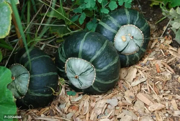 Natural K210 Pumpkin seeds Hybrid Seeds for Home Gardening, 150 Seeds-thumb0