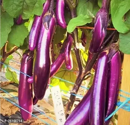 399-Long Purple Brinjal-171 -FR- 800-SD Seeds-thumb0