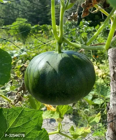 Pumpkin squash plant Vegetable Cucurbita Seeds, 200 Seeds