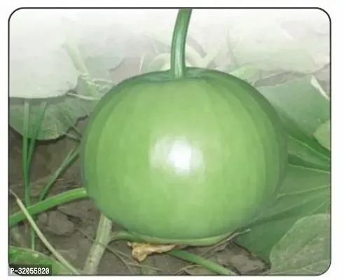 Long Bottle Gourd Seeds-200 Seeds per packet-thumb0