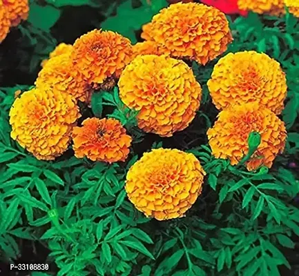 Marigold Flower Seeds For All Season India Pack Of 50 Seeeds Garden Flower Seeds-thumb0