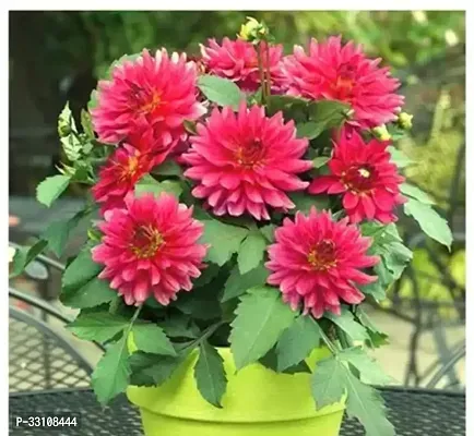 dahlia hybrids mixed color dahlia flower 30 seeds for home gardening-thumb0