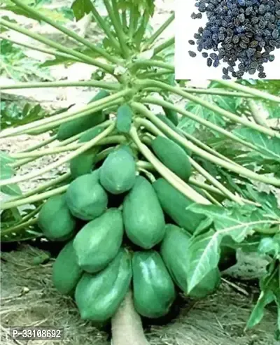 papaya seeds thai big red variety dwarf fruit pack of 50 seeds-thumb0