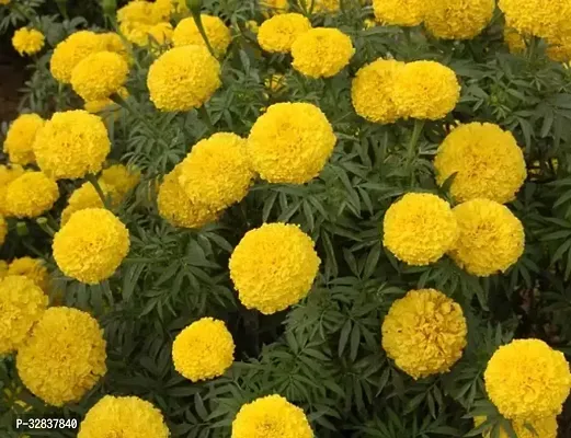 Indian Marigold Flower Seeds (Orange) 50 seeds-thumb0