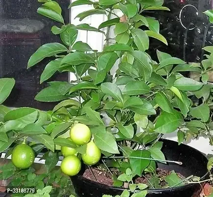 exotic hybrid lemon vegetable seeds lime 10 seeds for home kitchen gardening-thumb0