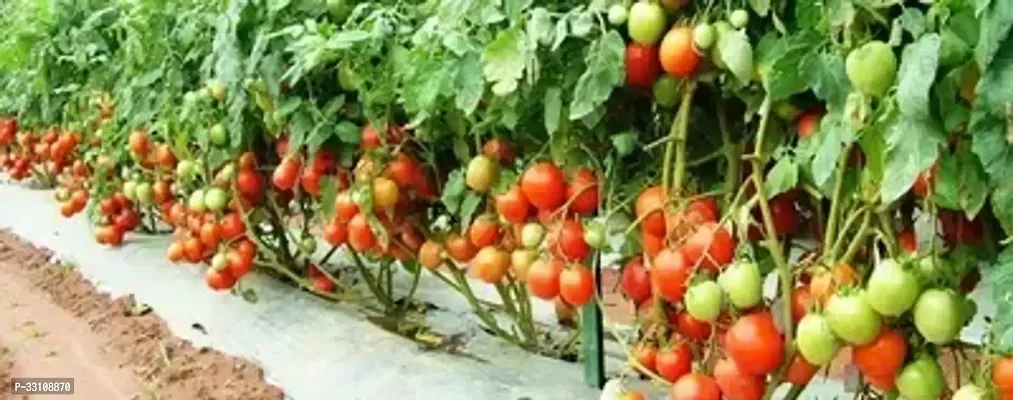 Tomato High Germination Vegetable Seeds Pack of 50 Hybrid Seeds-thumb0