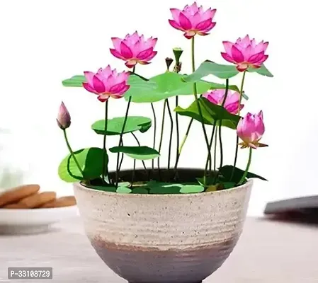 lotusflower seeds mix indoor for home garden 20 seeds instruction manual-thumb0