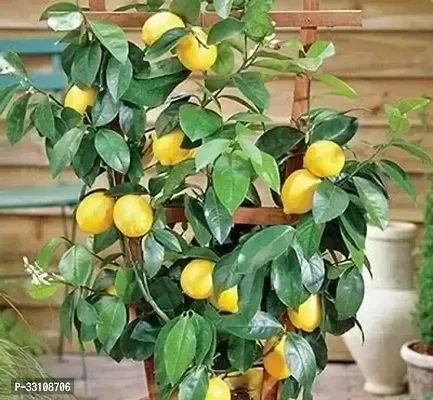 exotic hybrid lemon vegetable seeds lime 10 seeds for home kitchen gardening-thumb0