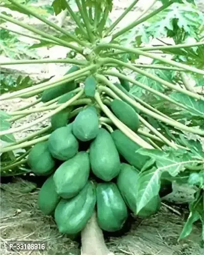 Papaya F 1 Hybrid Seeds Pack 50 Seed-thumb0