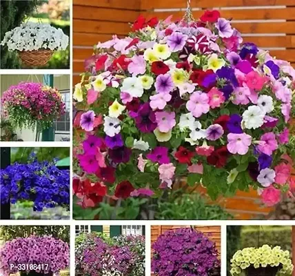 petunia multi mix flower seeds for home gardening pack of 50