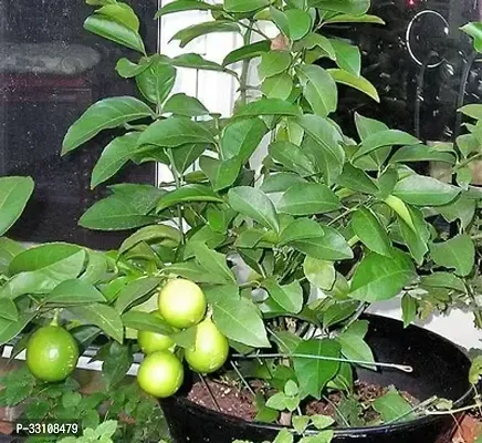 exotic hybrid lemon vegetable seeds lime 10 seeds for home kitchen gardening-thumb0