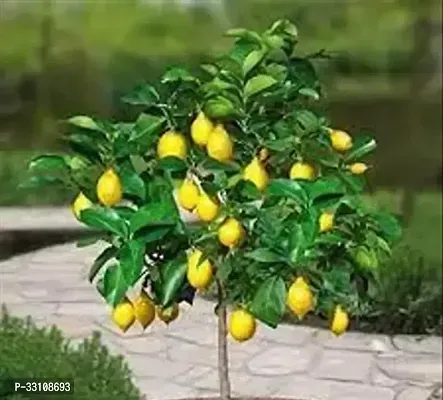 exotic hybrid lemon vegetable seeds lime 10 seeds for home kitchen gardening-thumb0