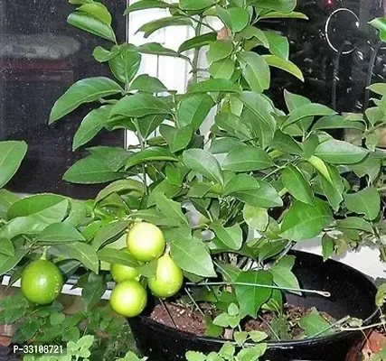 exotic hybrid lemon vegetable seeds lime 10 seeds for home kitchen gardening-thumb0