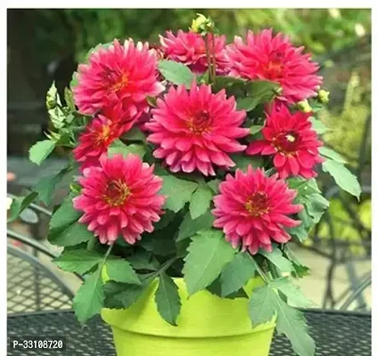 dahlia hybrids mixed color dahlia flower 30 seeds for home gardening-thumb0