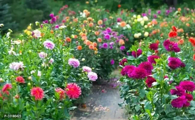 dahlia hybrids mixed color dahlia flower 30 seeds for home gardening-thumb0