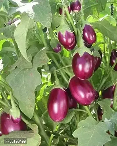 brinjal benganf1 hybrid vegetable seeds pack of 100 seeds-thumb0