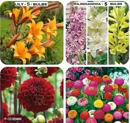 home garden flower combo rahnigandha 5 bulbs lily 5 bulbs mix dalhia 20 seeds mix zinnia 25 seed