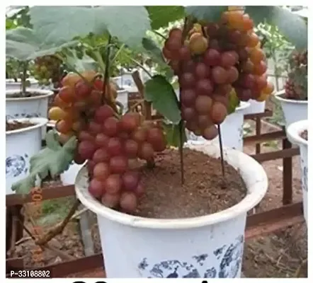 grape seeds fruit plant seeds for home garden kitchen garden fruit 20 seed-thumb0