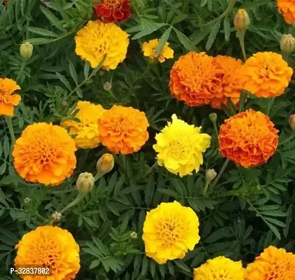 Marigold Flower Seeds For All Season India-(pack of 50 seeeds ) Garden Flower Seeds-thumb0