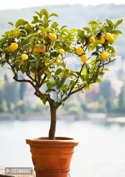 Exotic Hybrid Lemon Vegetable Seeds Lime 10 Seeds for Home Kitchen Gardening-thumb0