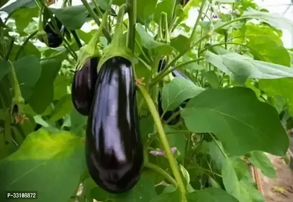 brinjal benganf1 hybrid vegetable seeds pack of 100 seeds-thumb0