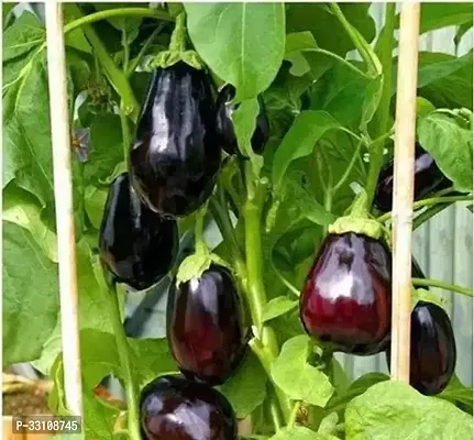 brinjal benganf1 hybrid vegetable seeds pack of 100 seeds-thumb0