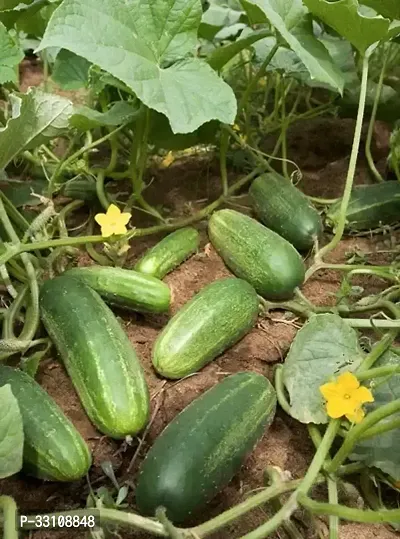 Hybrid Cucumber Vegetable Seeds Pack Of 50 Seeds-thumb0