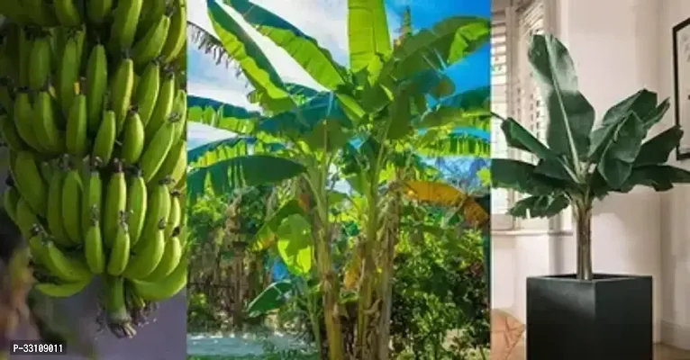 banana tree seeds all season pack of 10 seeds for home kitchen gardeningeds