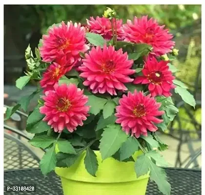 dahlia hybrids mixed color dahlia flower 30 seeds for home gardening-thumb0