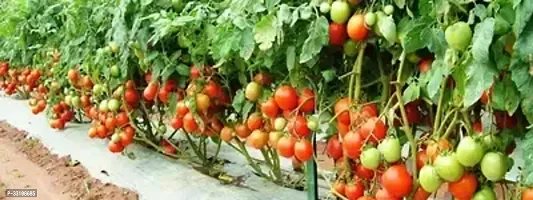 tomato high germination vegetable seeds pack of 50 hybrid seeds-thumb0