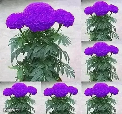 Purple Blue Marigold Exotic Flower Seeds,( 50 seed ) Imported Seeds for home gardening-thumb0