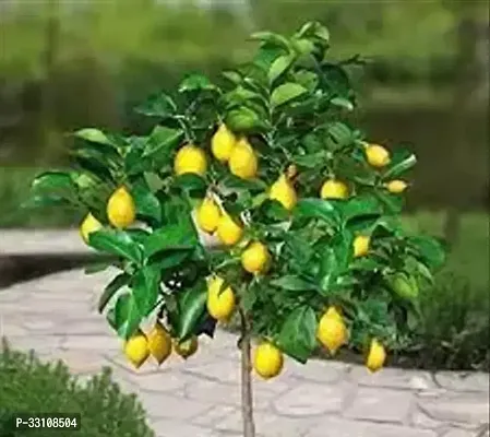 exotic hybrid lemon vegetable seeds lime 10 seeds for home kitchen gardening-thumb0