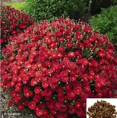 chrysanthemum mix flower seeds plant flower 50 seeds for home garden flowers packet of seeds winter summer spring all season-thumb0