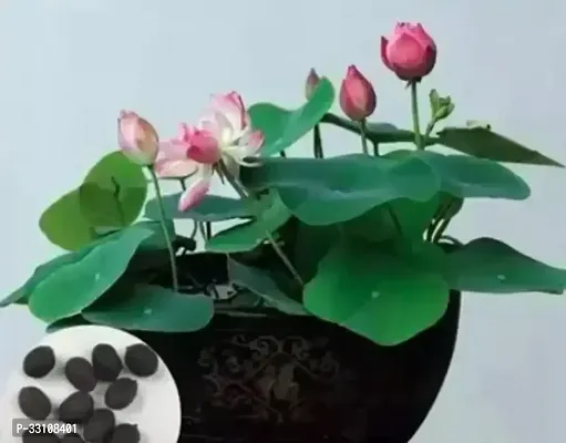 pink lotus flower seeds 20 seed organic water lilies lotus bowl aquatic plants flower easy to grow seeds for bonsai planting pond indoor outdoor decor