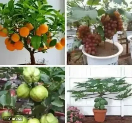 bonsai 20 fruit seeds combo orange guava grapes papaya-thumb0