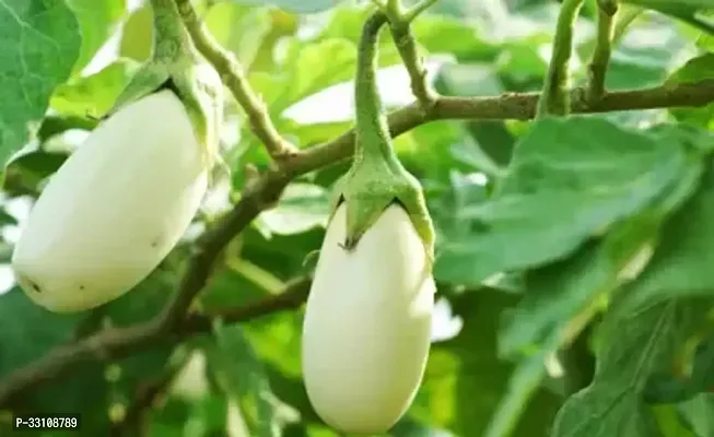 brinjal benganf1 hybrid vegetable seeds pack of 100 seeds-thumb0