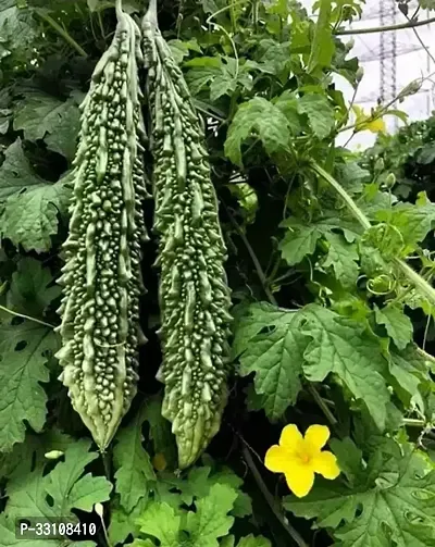 karela seeds vegetable seeds bitter gourd plant 20 seeds home garden pack