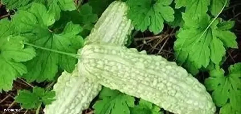 bitter gourd vegetable seeds karela seeds plant 20 seeds home garden pack-thumb0