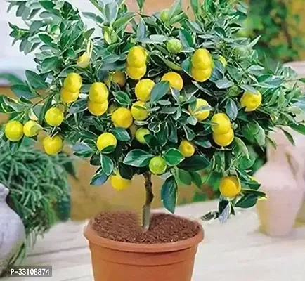 Exotic Hybrid Lemon Vegetable Seeds Lime 10 Seeds For Home Kitchen Gardening-thumb0