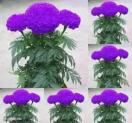 purple blue marigold exotic flower seeds 50 seed imported seeds for home gardening-thumb0